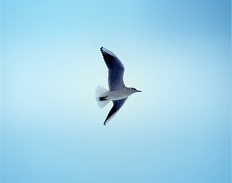 picture of a seagull